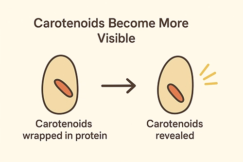 Carotenoids Become More Visible