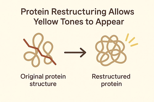 Protein Restructuring Allows Yellow Tones to Appear